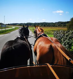 Jahanje konjev v naravi