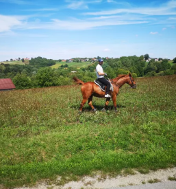 Jahanje konj za otroke Rogašovci