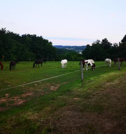 Jahanje konj Rogašovci