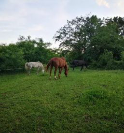 Jahanje za otroke cena Rogašovci