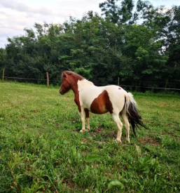 Ranč svobode Rogašovci