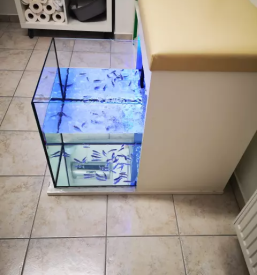 Nega nog z ribicami maribor