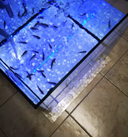 Nega nog z ribicami maribor