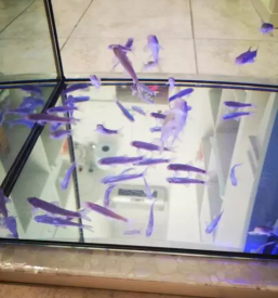 Nega nog z ribicami stajerska