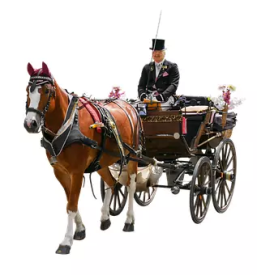 Voznja s kocijo za praznovanja pomurje