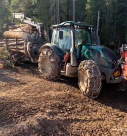 Secnja spravilo lesa bohinj bled