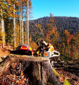 Secnja spravilo lesa bohinj bled