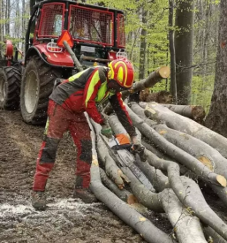 Secnja spravilo lesa bohinj bled