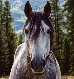 Terensko jahanje pomurje