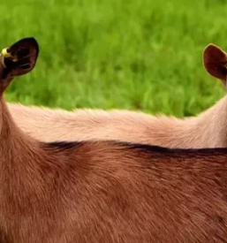 Domace kozje mleko savinjska