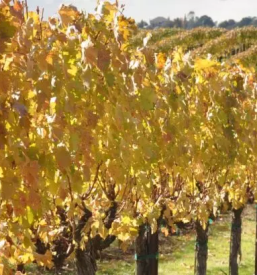 Domače primorsko oljčno olje