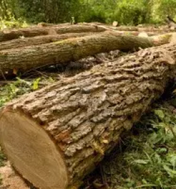 Gozdarstvo savinjska