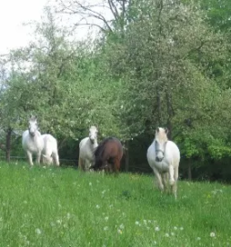 Izdelava in obnova kocij gorenjska