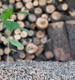 Slovenska proizvodnja biomase 