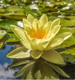 Reiki in theta healing zdravljenje