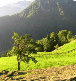 Turistične kmetije Logarska Dolina