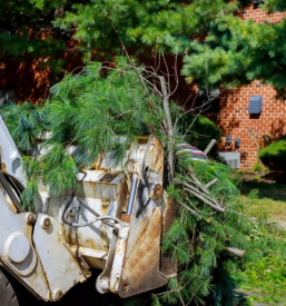 Ciscenje zaraslih povrsin stajerska