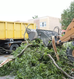 Ciscenje zaraslih povrsin stajerska
