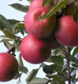 Kvalitetni naravni sokovi maribor