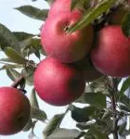 Kvalitetni naravni sokovi stajerska