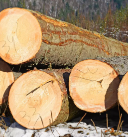 Secnja in spravilo lesa slovenska bistrica