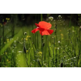 STORITVE POGAČNIK D.O.O.