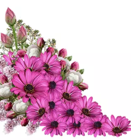 Cvetlicarna raka otocec