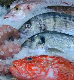 Prodaja in dostava rib