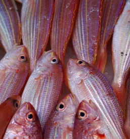 Prodaja in dostava rib po Sloveniji