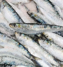 Prodaja in dostava školjk