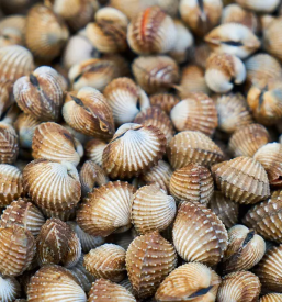 Prodaja in dostava školjk po sloveniji