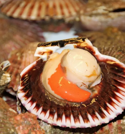 dostava školjk po sloveniji