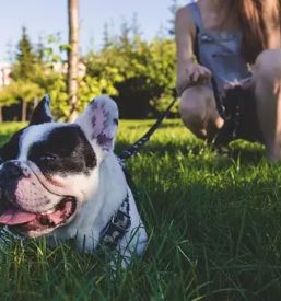 Varstvo psov ljubljana sentvid