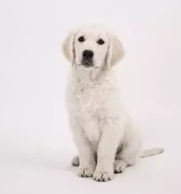 Varstvo psov ljubljana sentvid