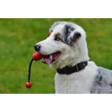 LEPO VZGOJEN PES D.O.O.