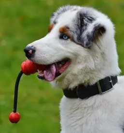 Varstvo psov ljubljana sentvid