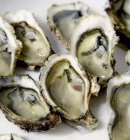 Veleprodaja rib po Sloveniji