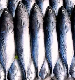 Veleprodaja rib po sloveniji