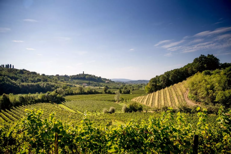 Vrhunska vina na Goriškem