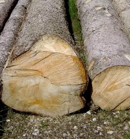 Gozdarske storitve vodice kranj ljubljana