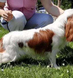 Hundezucht in slowenien