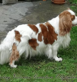 Hundezucht in slowenien