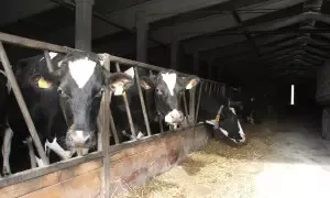 Prodaja mleka in mesa Litija