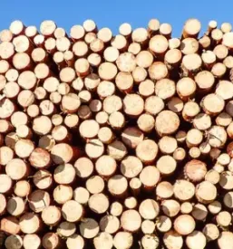 Prodaja rezanega lesa Pomurje