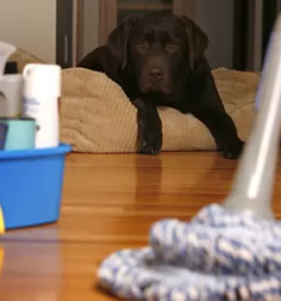 Ugoden cistilni servis v celju