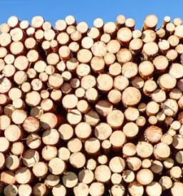 Ugodna secnja in spravilo lesa posavje