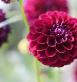 Vrtni center savinjska