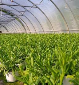 Vrtni center stajerska