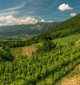 Wine vipava valley