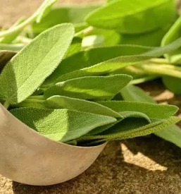 Zeliscarstvo prežla predelava zdravilnih zelisc torkar antonija s p